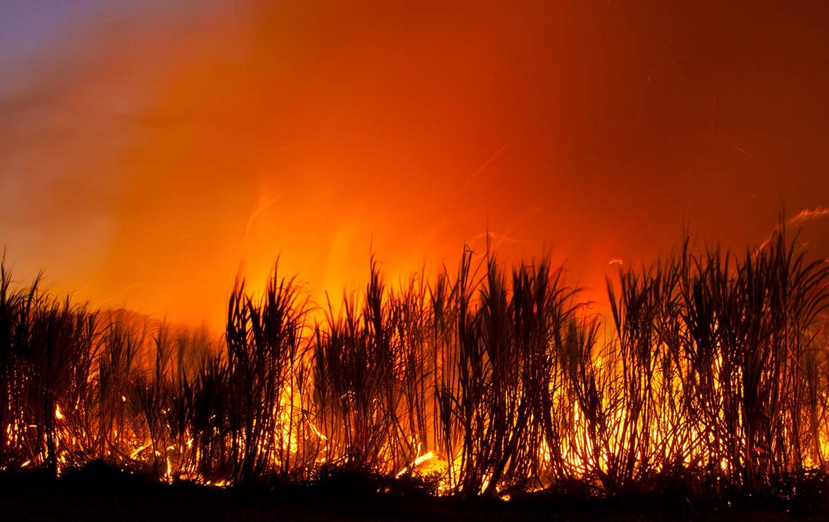 Canavial de Cana pegando fogo - monitoramento de queimadas