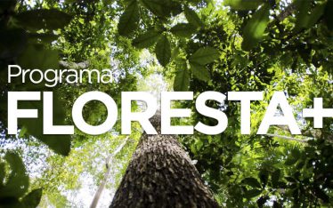 Saiba tudo sobre o Programa Floresta + Programa Floresta Mais - Pagamento por Serviços Ambientais (PSA)