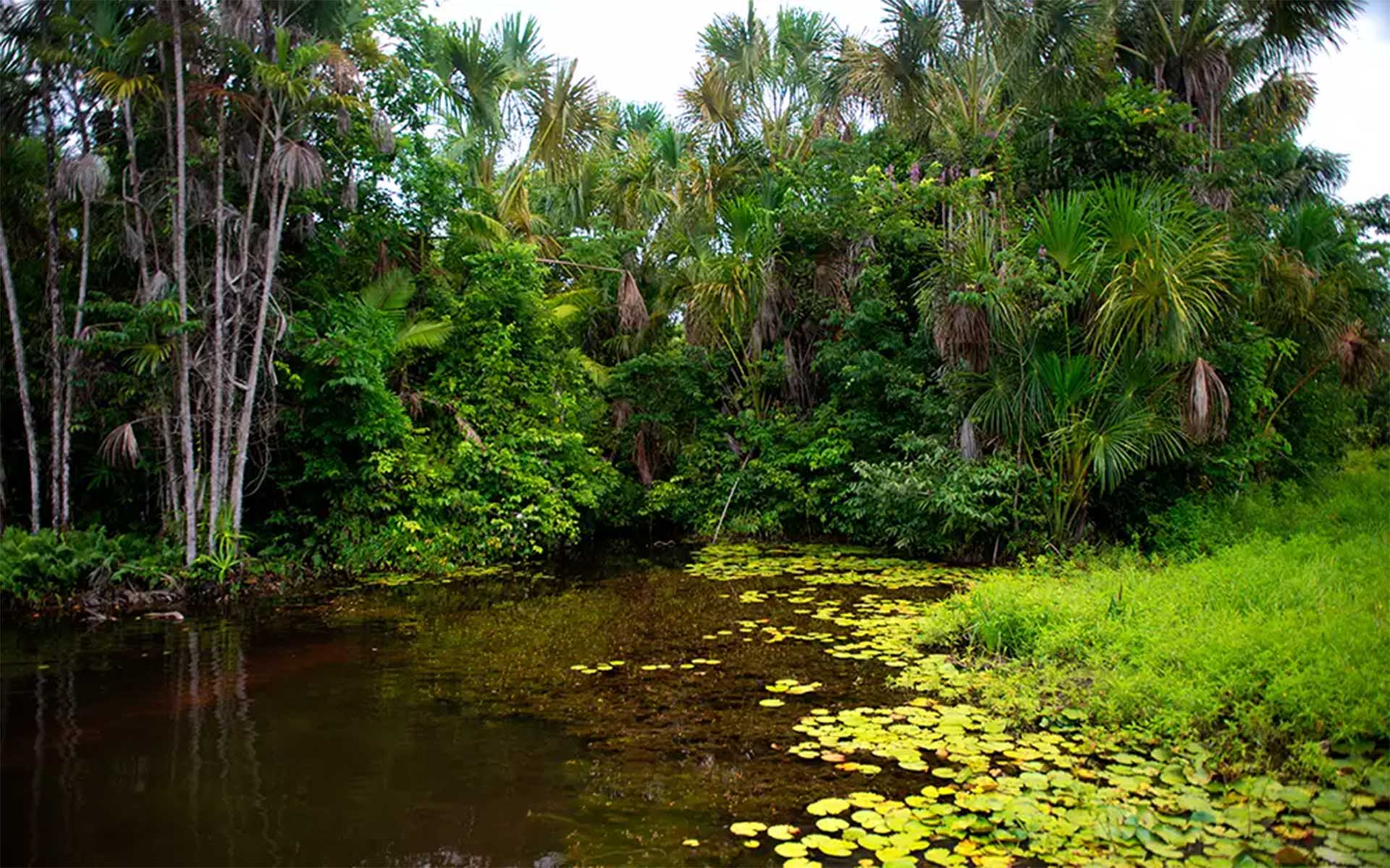 Adote um Parque - Reserva Extrativista Chocoaré-Mato Grosso